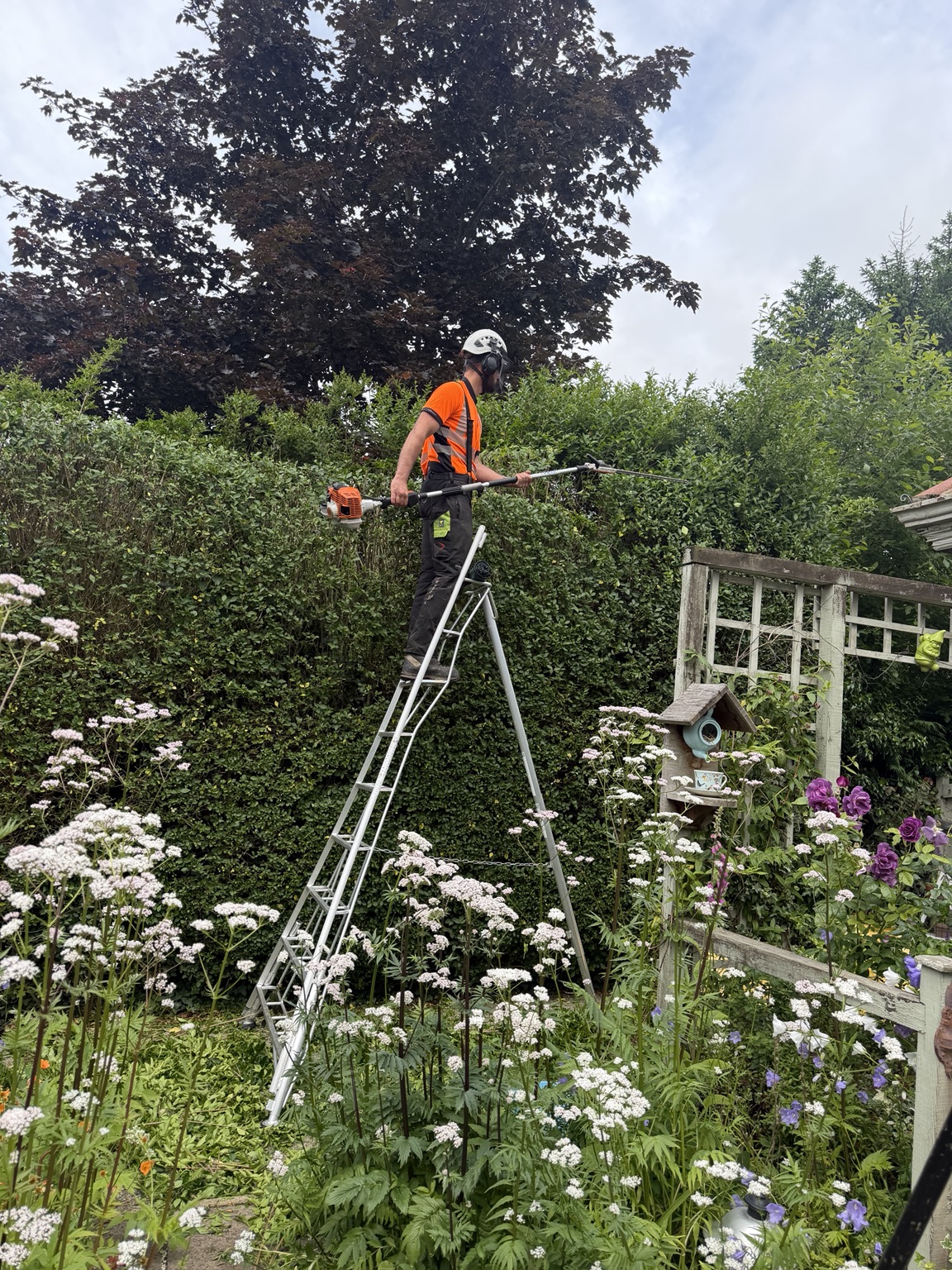 Hedge work